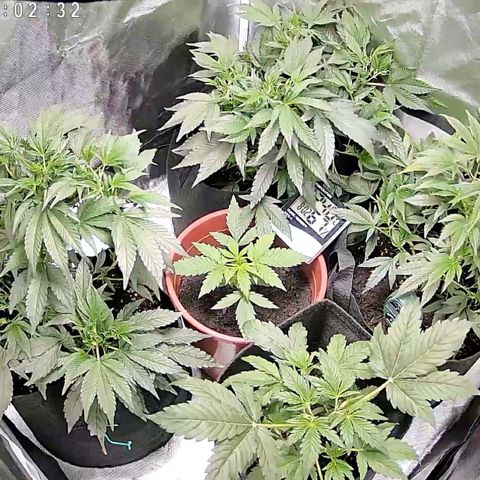 GSC von Happy Hemp  growlog timeline photo