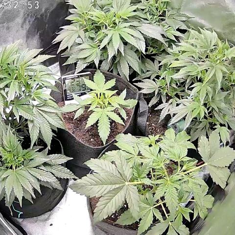 GSC von Happy Hemp  growlog timeline photo