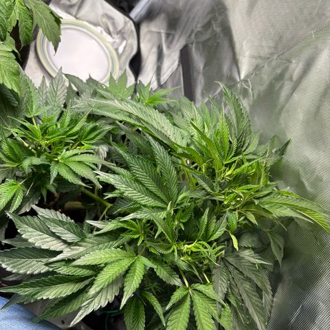 GSC von Happy Hemp  growlog timeline photo