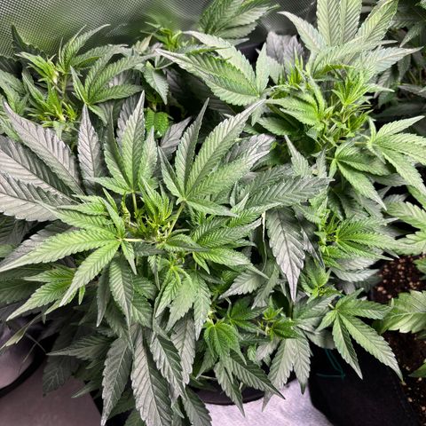 GSC von Happy Hemp  growlog timeline photo