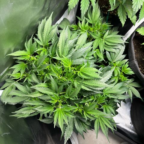GSC von Happy Hemp  growlog timeline photo