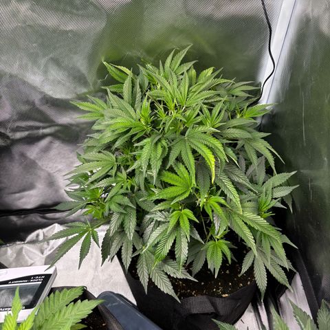 GSC von Happy Hemp  growlog timeline photo