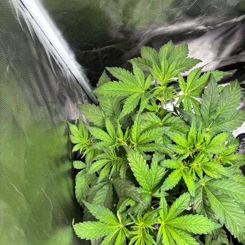 GSC von Happy Hemp  growlog timeline photo
