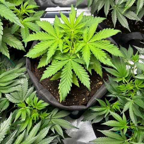 GSC von Happy Hemp  growlog timeline photo