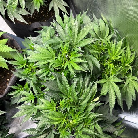 GSC von Happy Hemp  growlog timeline photo
