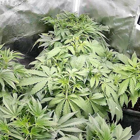 GSC von Happy Hemp  growlog timeline photo