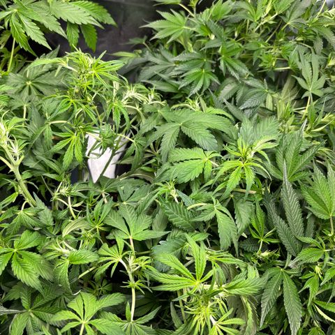 GSC von Happy Hemp  growlog timeline photo