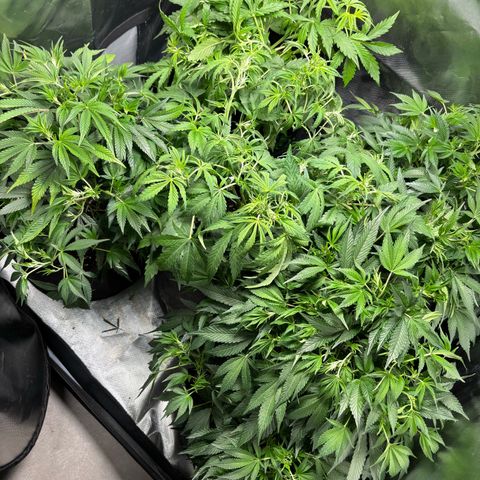 GSC von Happy Hemp  growlog timeline photo