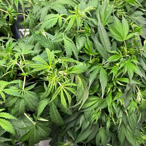 GSC von Happy Hemp  growlog timeline photo