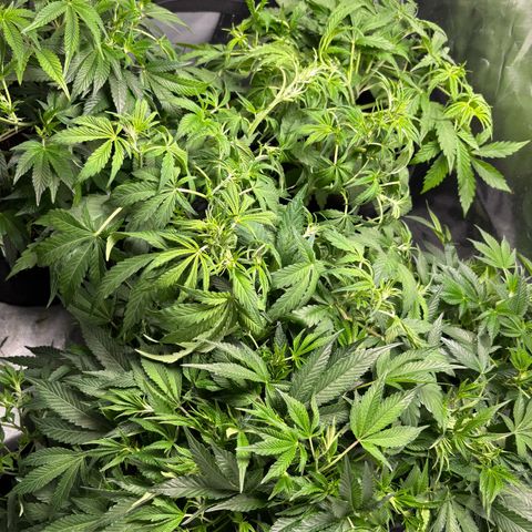 GSC von Happy Hemp  growlog timeline photo