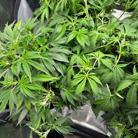 GSC von Happy Hemp  growlog timeline photo