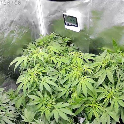 GSC von Happy Hemp  growlog timeline photo