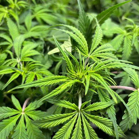 GSC von Happy Hemp  growlog timeline photo