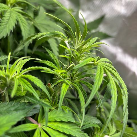 GSC von Happy Hemp  growlog timeline photo