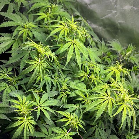 GSC von Happy Hemp  growlog timeline photo
