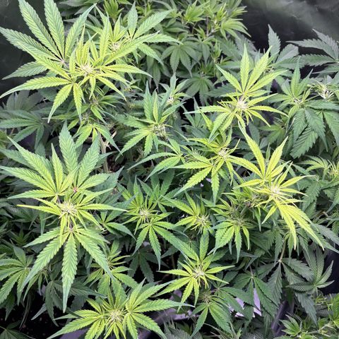 GSC von Happy Hemp  growlog timeline photo
