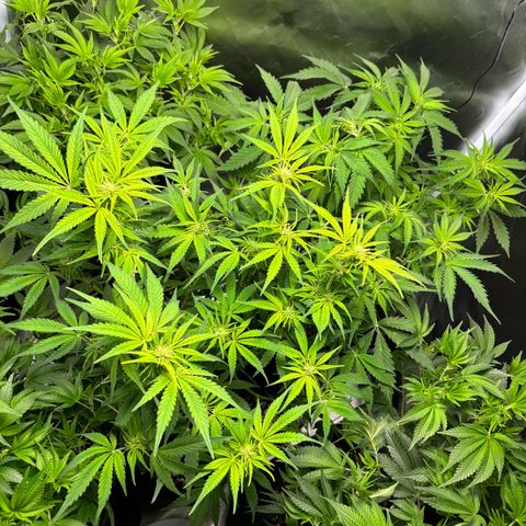 GSC von Happy Hemp  growlog timeline photo