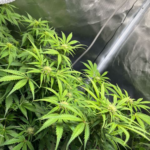 GSC von Happy Hemp  growlog timeline photo