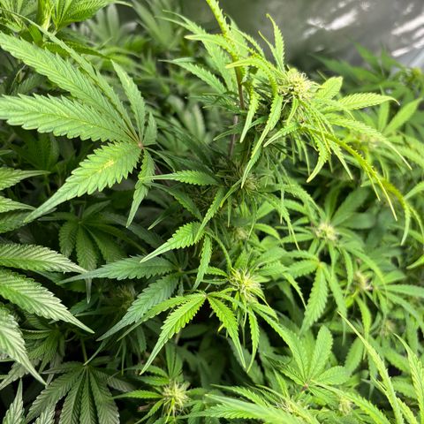 GSC von Happy Hemp  growlog timeline photo