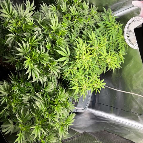 GSC von Happy Hemp  growlog timeline photo