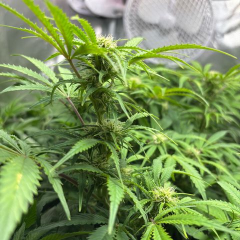 GSC von Happy Hemp  growlog timeline photo