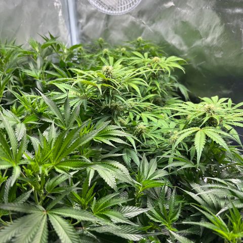 GSC von Happy Hemp  growlog timeline photo