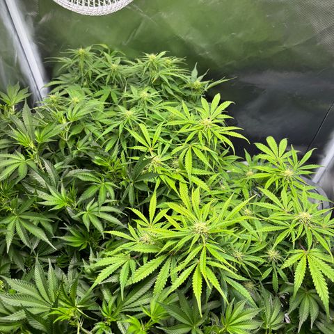 GSC von Happy Hemp  growlog timeline photo
