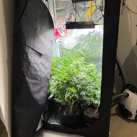 GSC von Happy Hemp  growlog timeline photo