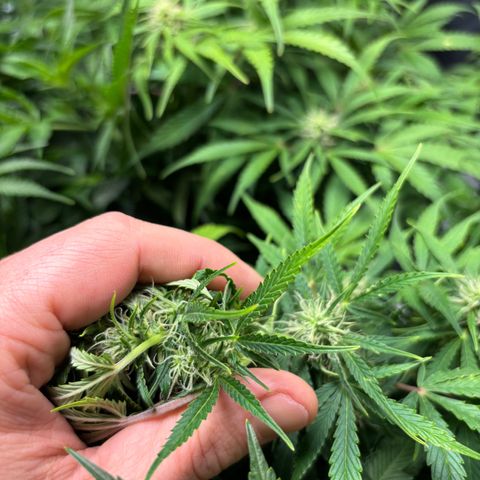 GSC von Happy Hemp  growlog timeline photo