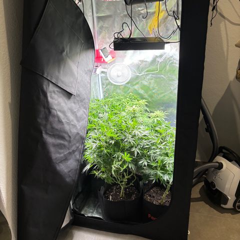 GSC von Happy Hemp  growlog timeline photo