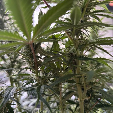 GSC von Happy Hemp  growlog timeline photo