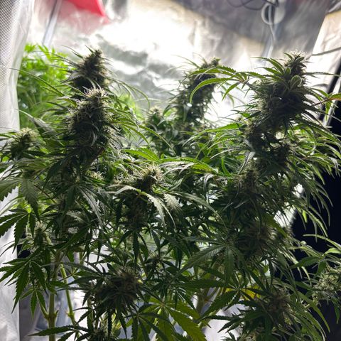 GSC von Happy Hemp  growlog timeline photo
