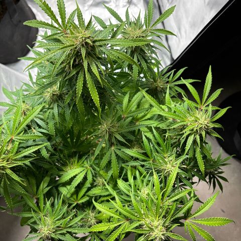 GSC von Happy Hemp  growlog timeline photo