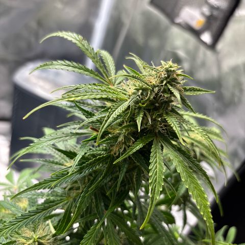 GSC von Happy Hemp  growlog timeline photo