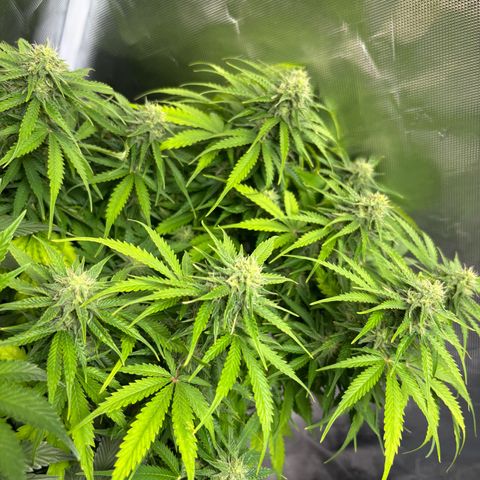 GSC von Happy Hemp  growlog timeline photo