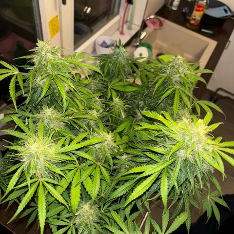 GSC von Happy Hemp  growlog timeline photo