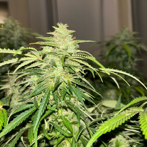GSC von Happy Hemp  growlog timeline photo