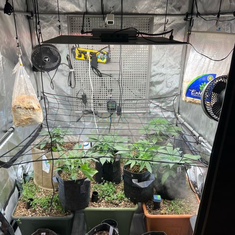 Bubble Gum x 88g13/hp #2 growlog timeline photo