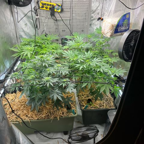  Bubble Gum x 88g13/hp #2 growlog timeline photo