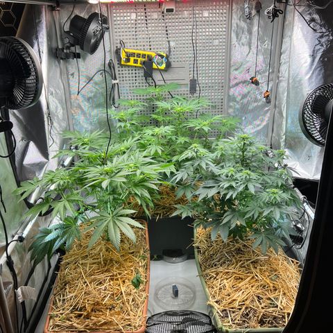  Bubble Gum x 88g13/hp #2 growlog photo: Clean and rearranged tent
Removed the trellis and will potentially use stakes 