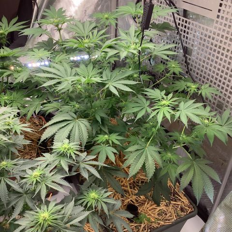  Bubble Gum x 88g13/hp #2 growlog timeline photo