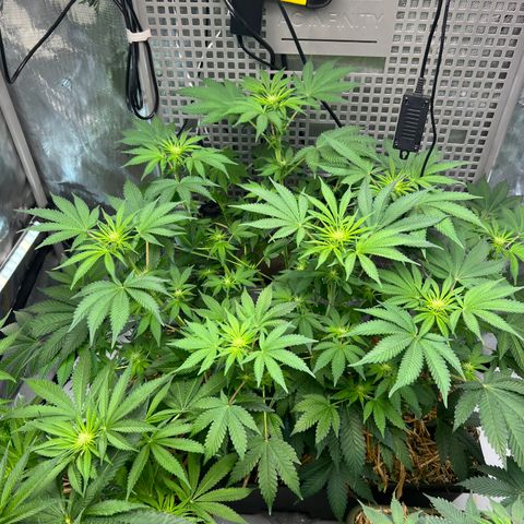  Bubble Gum x 88g13/hp #2 growlog timeline photo