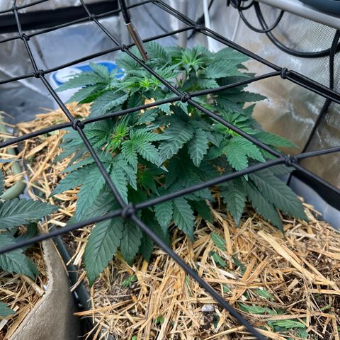 Bubble Gum x 88g13/hp #2 growlog photo: Transplanted from 1 gal pot to Earthbox