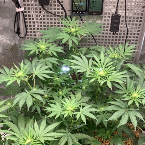  Bubble Gum x 88g13/hp #2 growlog timeline photo