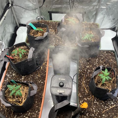  Bubble Gum x 88g13/hp #2 growlog timeline photo