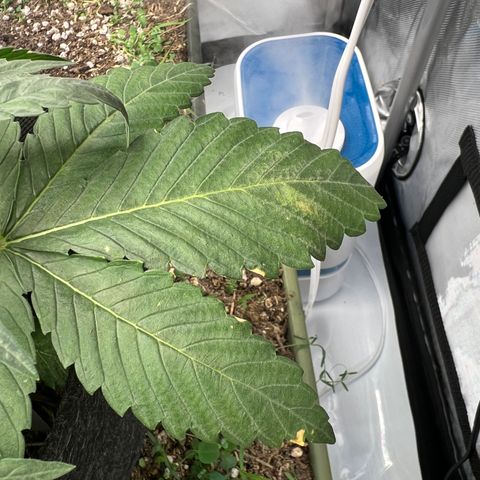  Bubble Gum x 88g13/hp #2 growlog photo: Leaf damage occured after watering with BuildAVeg fertilizer. Water droplets were magnified by the bright LED. 