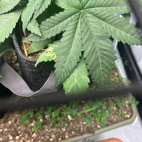  Bubble Gum x 88g13/hp #2 growlog photo: Leaf damage occured after watering with BuildAVeg fertilizer. Water droplets were magnified by the bright LED. 