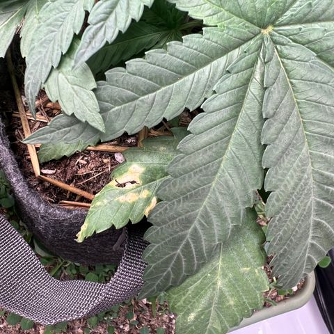  Bubble Gum x 88g13/hp #2 growlog photo: Leaf damage occured after watering with BuildAVeg fertilizer. Water droplets were magnified by the bright LED. 