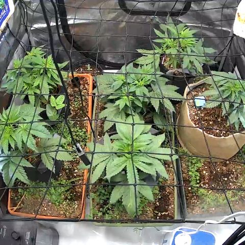  Bubble Gum x 88g13/hp #2 growlog timeline photo