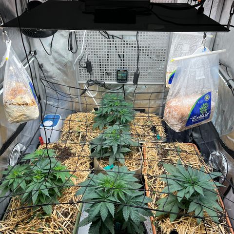  Bubble Gum x 88g13/hp #2 growlog timeline photo